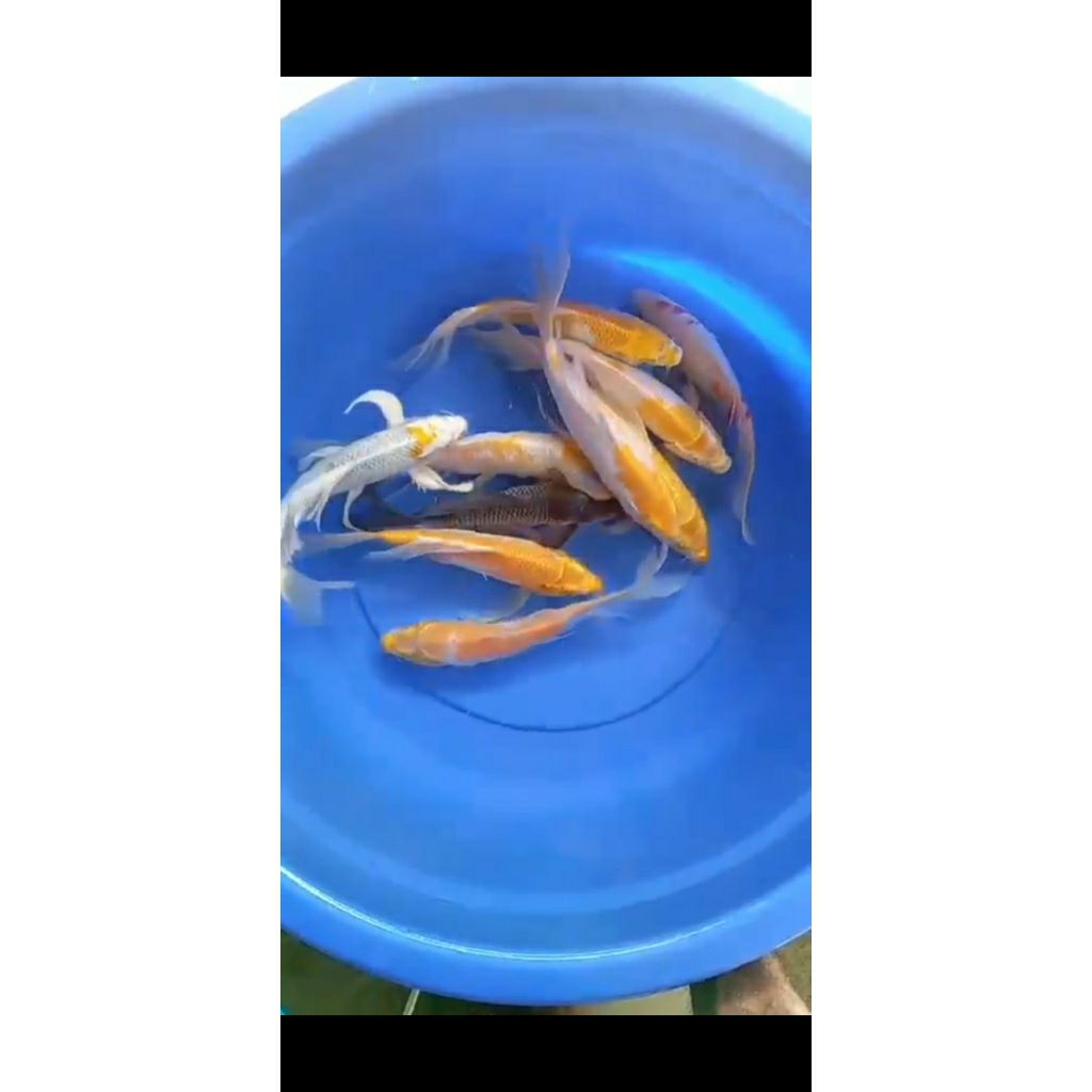 ikan mas koi kumpay/slayer kuning putih size 28-31cm blitar