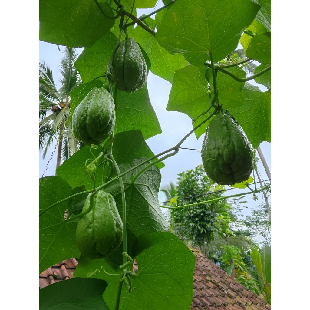 

Benih labu Siam super per 1 Kg