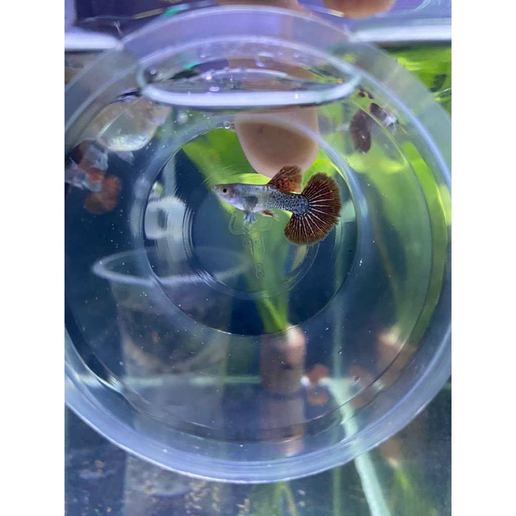 hiasan akuarium. 1 pasang guppy platinum red dragon