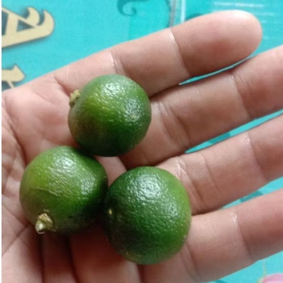 

JERUK KASTURI, SONGKIT , LEMONCUI