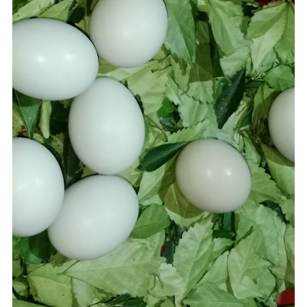 

TELOR MENTAH FRESH!!! PER BUTIR