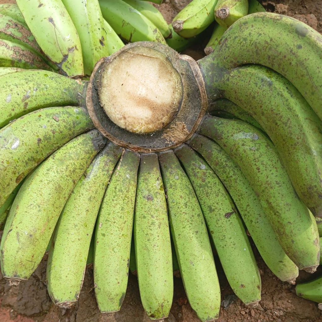 

PISANG AMPYANG PISANG RANGU