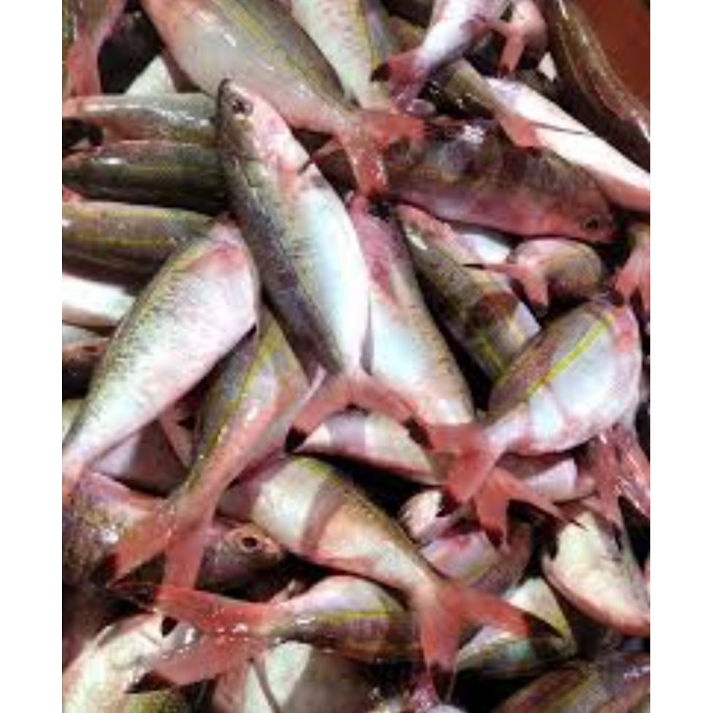 

ikan biji nangka kecil2 segar bppn