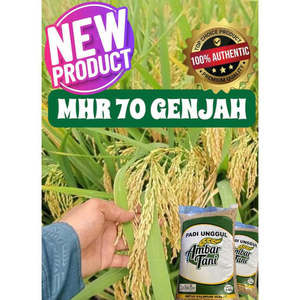 BIBIT BENIH PADI UNGGUL MHR 70 GENJAH