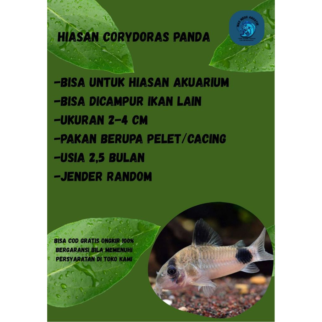 HIASAN CORYDORAS PANDA