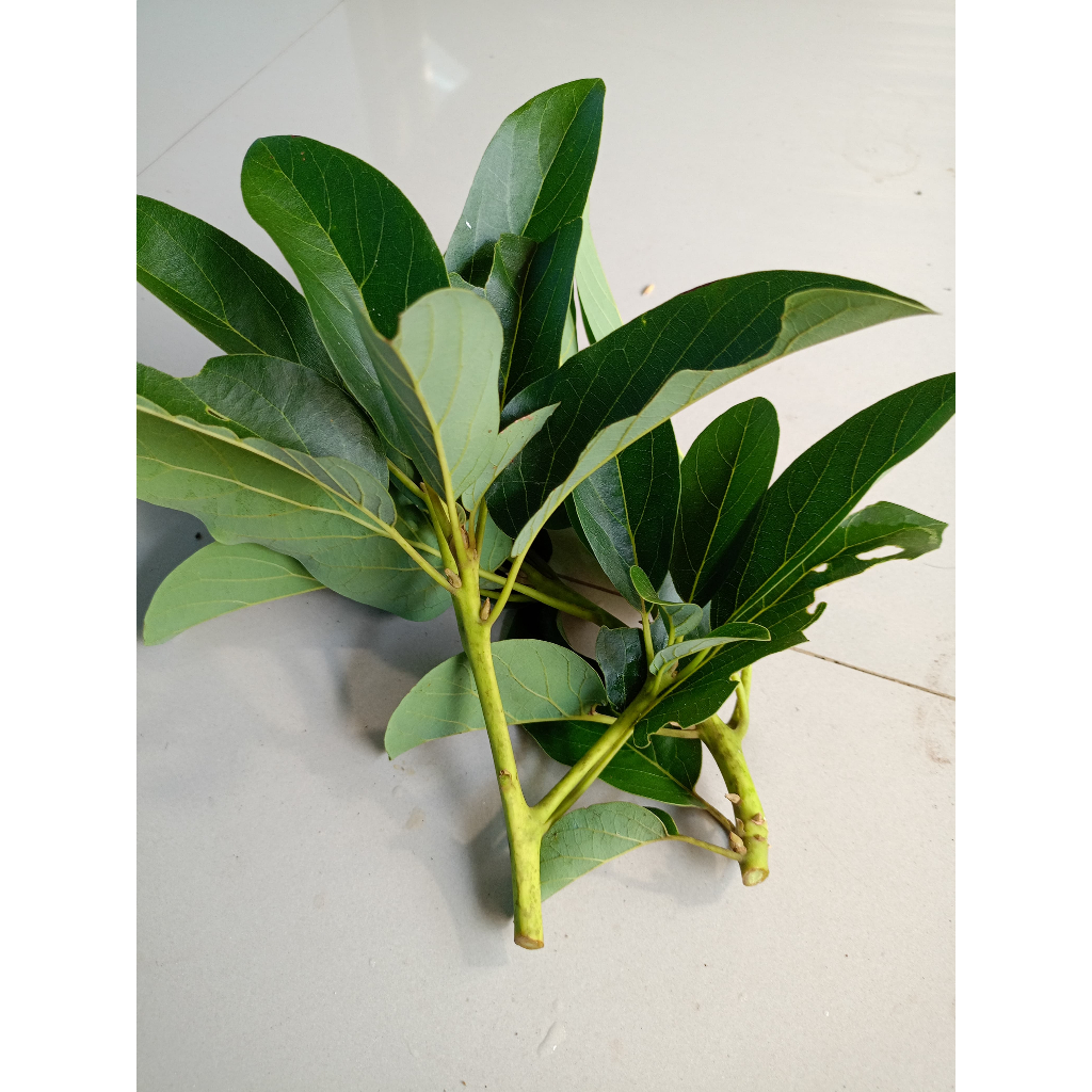 (KHUSUS) ENTRES ALPUKAT MENTEGA ENTRES ALPUKAT BERKUALITAS ENTRES UNGGUL SUPER (5PCS)