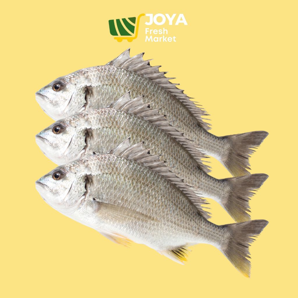 

Joya Fresh - Ikan Kakap Putih Segar/Seafood Segar/Ikan Baramundi Segar