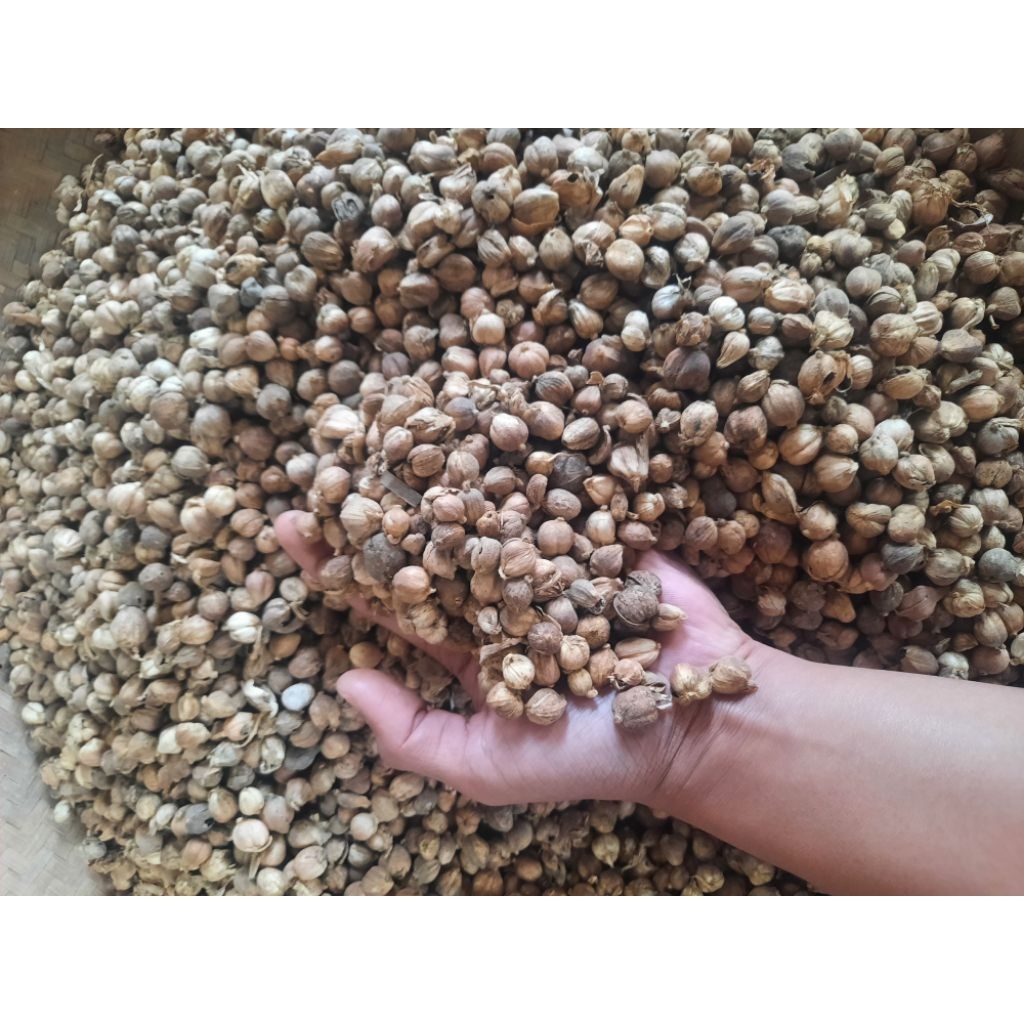 

Kapulaga Kering 1kg | Kapol Kering Tanpa Pemutih | Rempah Aromatic