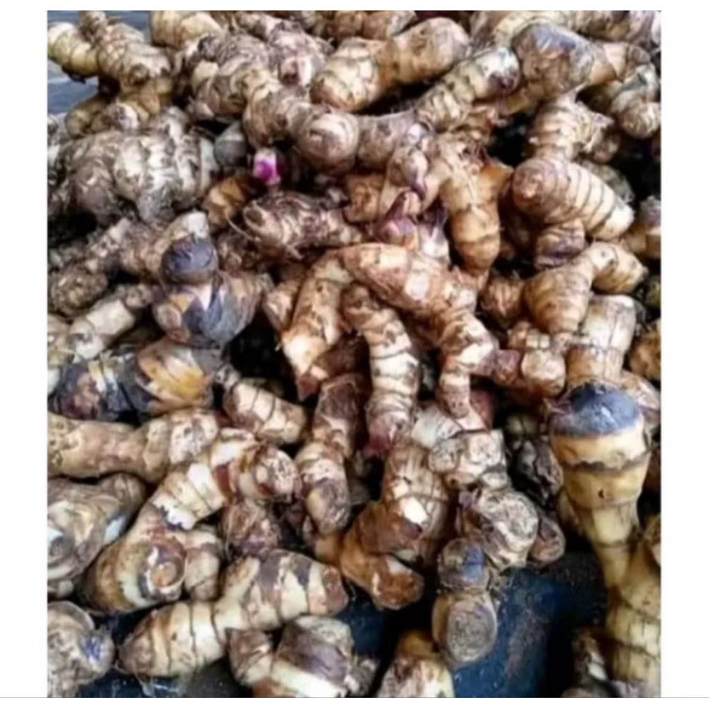 

Umbi goyang Atau ganyol,1kg