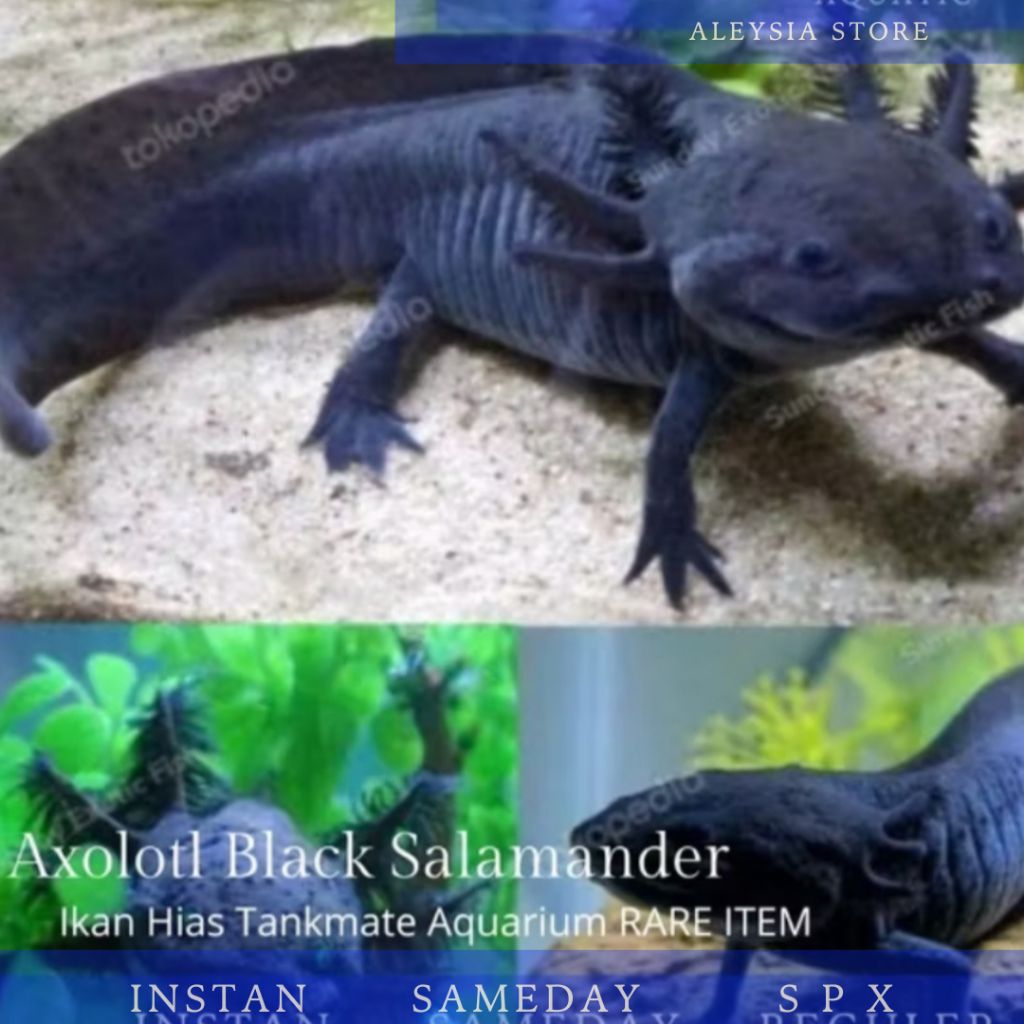 Axolotl Salamander Hiasan Aquarium dan Aquascape