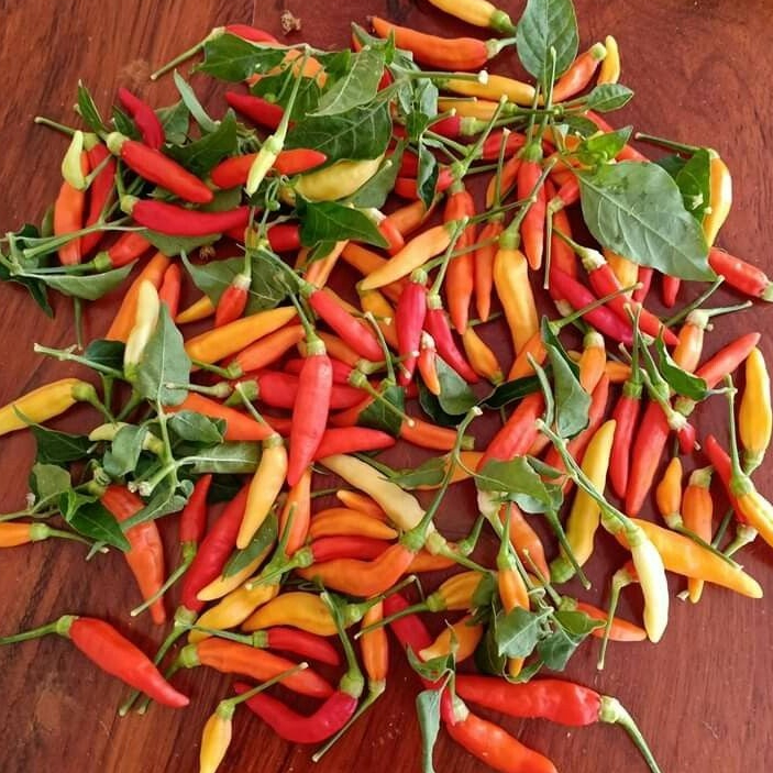 

Cabe Rawit Segar Tipe ORI/Kaliber Grade A Buah Pilihan / Cabe Rawit Fresh Ciwidey