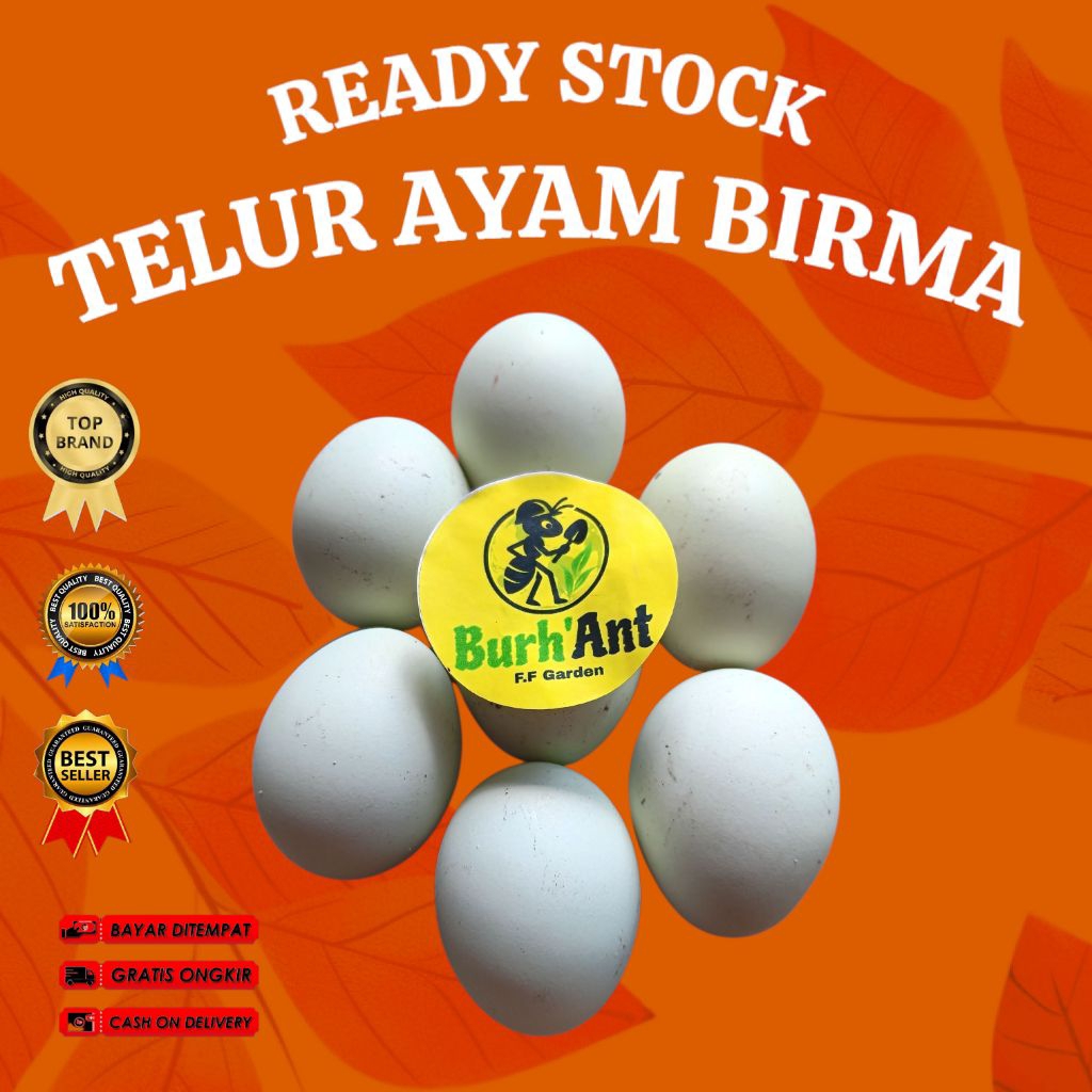 

TELUR AYAM BIRU AYAM BIRMA HASIL KANDANG SENDIRI