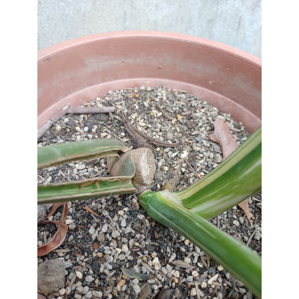 monthai monstera Thailand