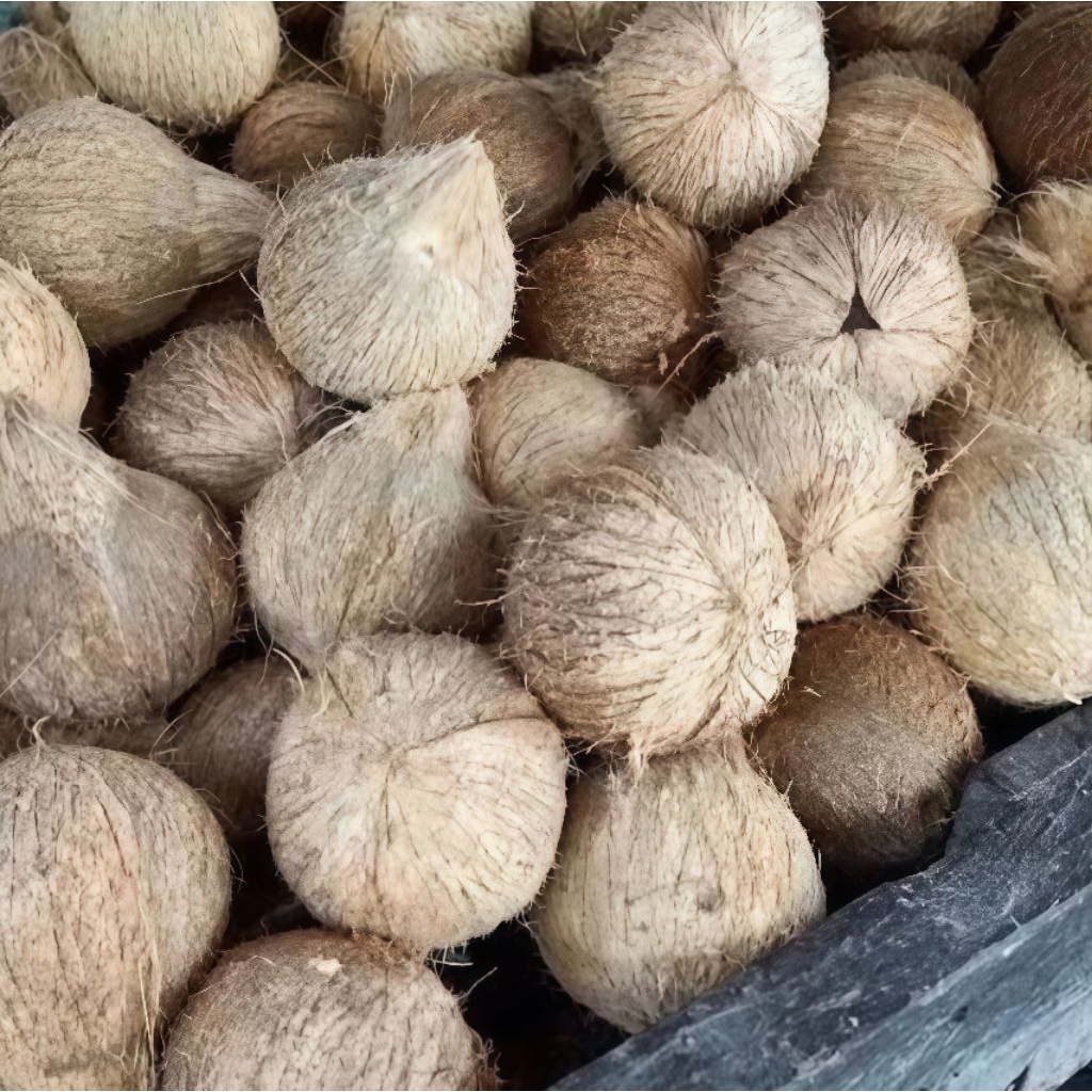 

Kelapa Tua Kupas Perbutir fresh langsung petik dari pohon