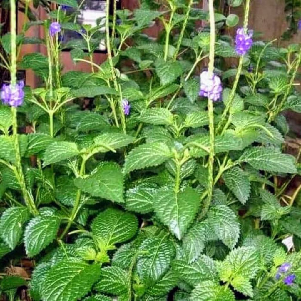 

daun pecut kuda isi 100 lembar daun jarong