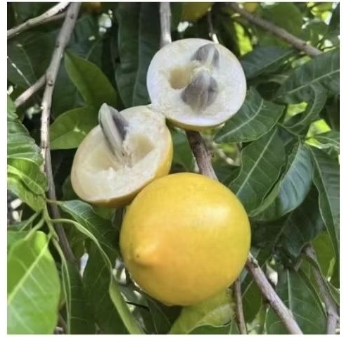 bibit sawo abiu/sawo abiu jumbo impor