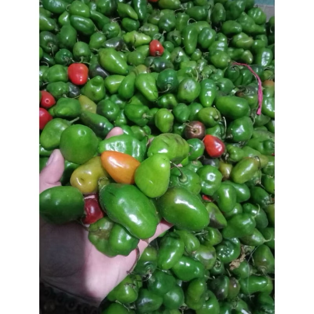 

cabe gendot cabai bendot Bandung fresh segar