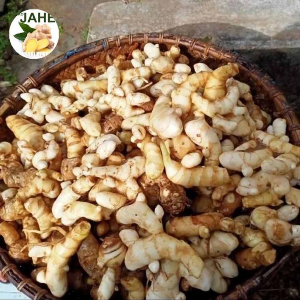 

kunir putih/temu kemasan 500gr&1000gr fress (setelah ada pesanan baru proses pengambilan dari kebun)