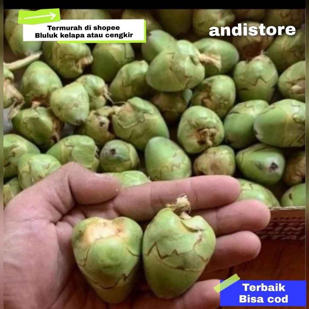 

bluluk kelapa buat obat 5 pcs
