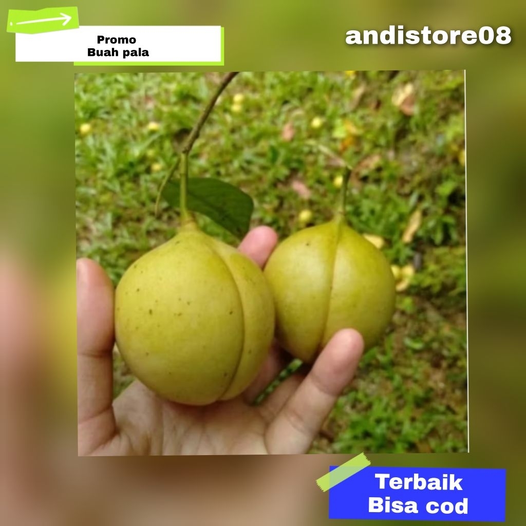 

buah pala asli super 1kg