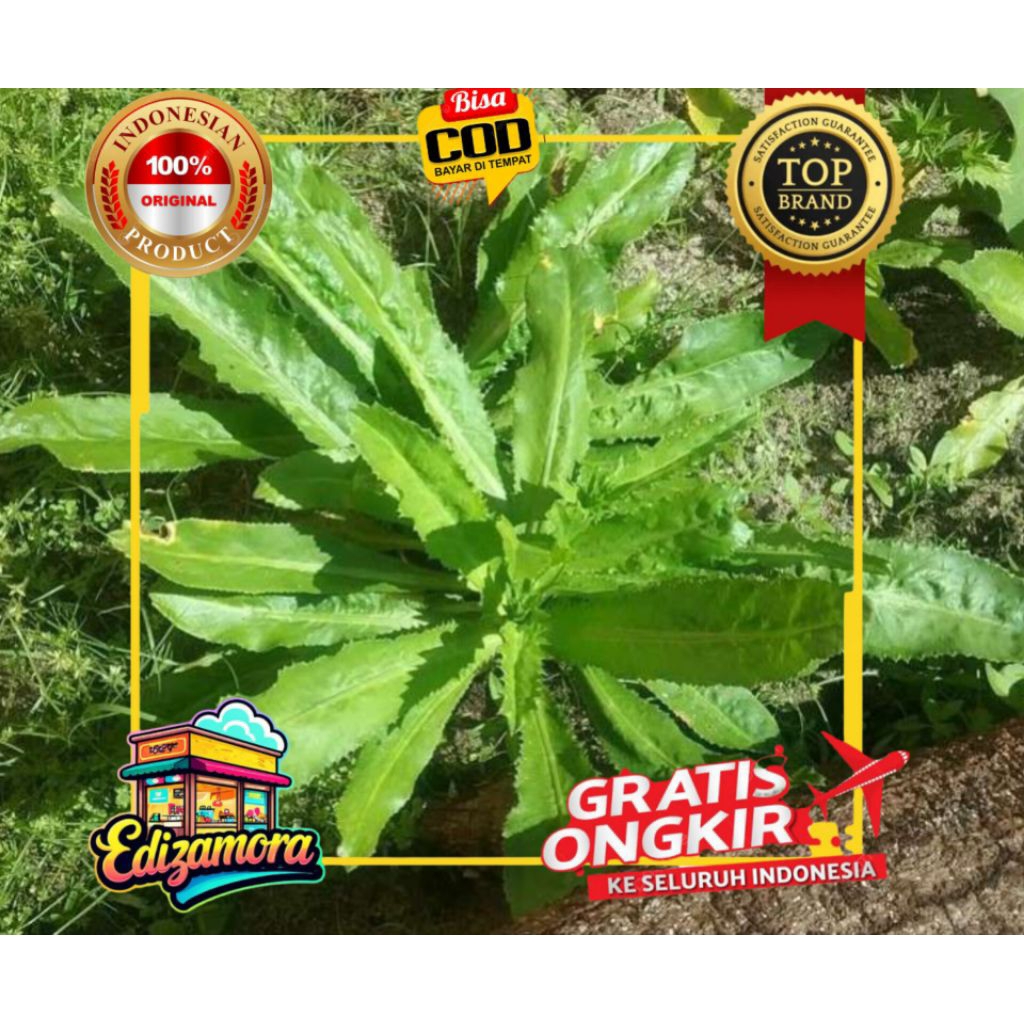 

√{COD} WALANG SANGIT 1KG READY BANYAK SUDAH BERSIH 100% BEST PRODUK