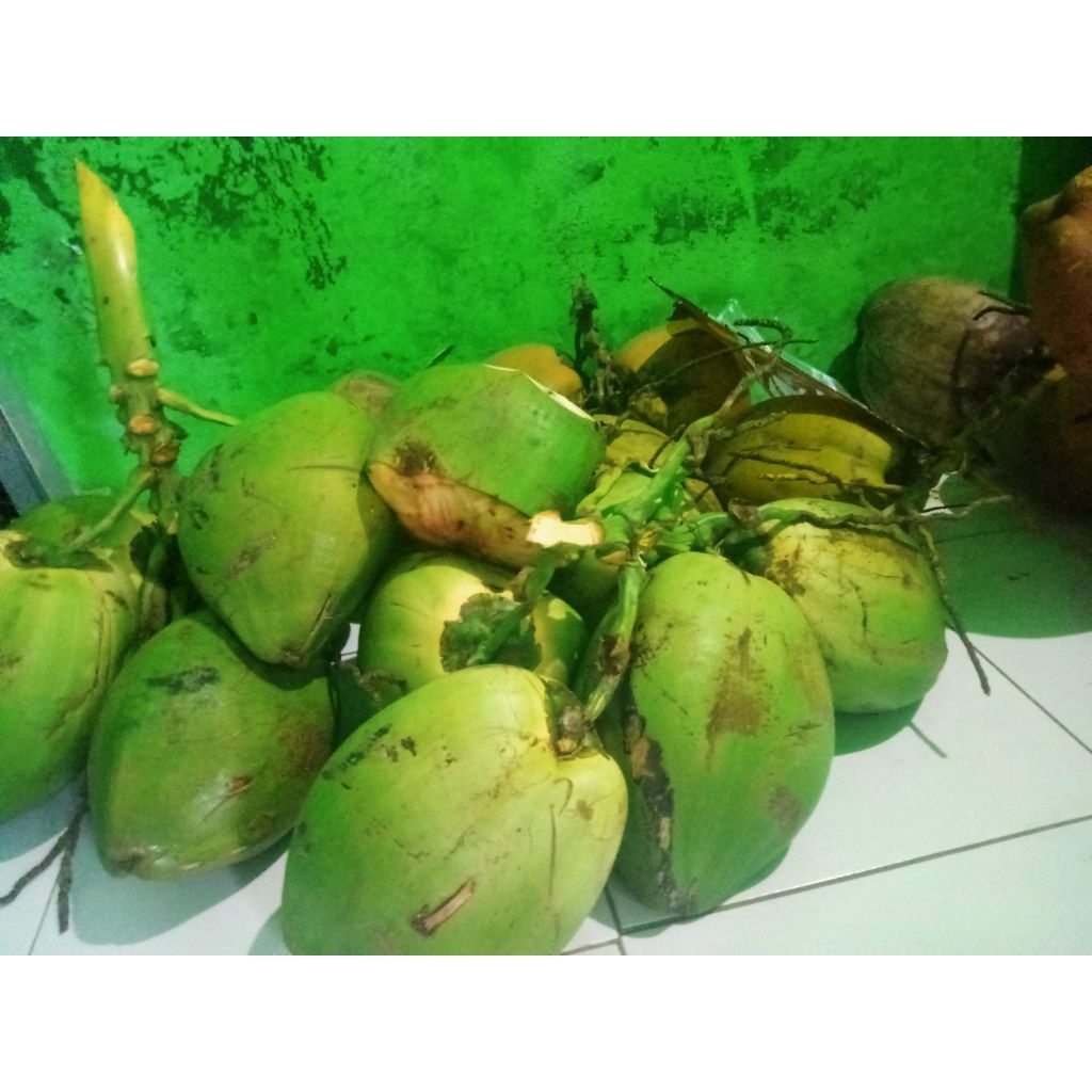 

kelapa muda fresh
