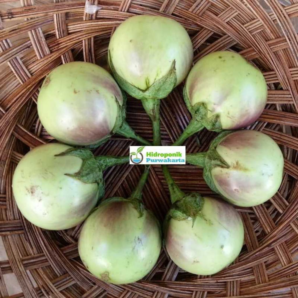 BENIH BIJI TERONG APEL LALAP ( ISI 250 BUTIR)