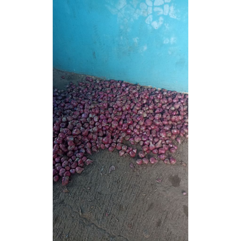 

BAWANG MERAH 1 kg