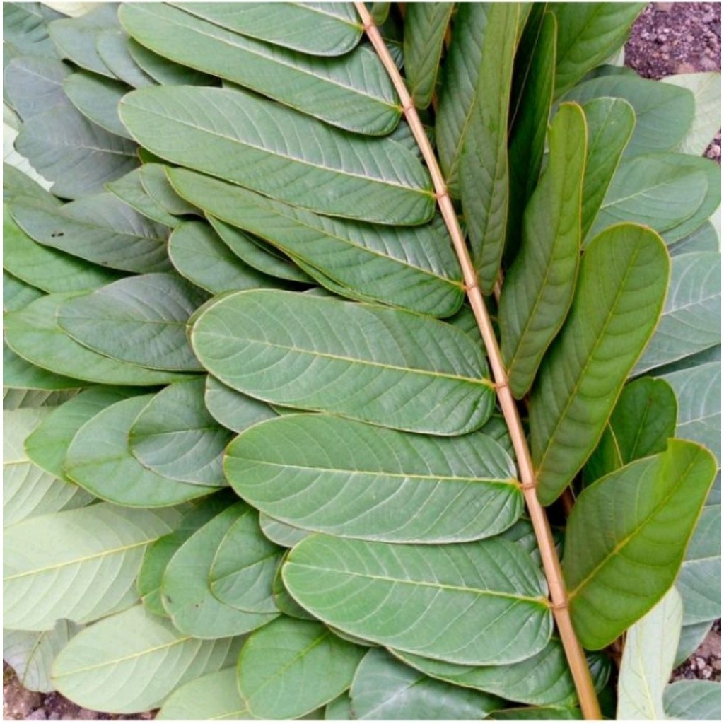 

DAUN KIMANILA/KETAPANG SEGAR 100nlembar