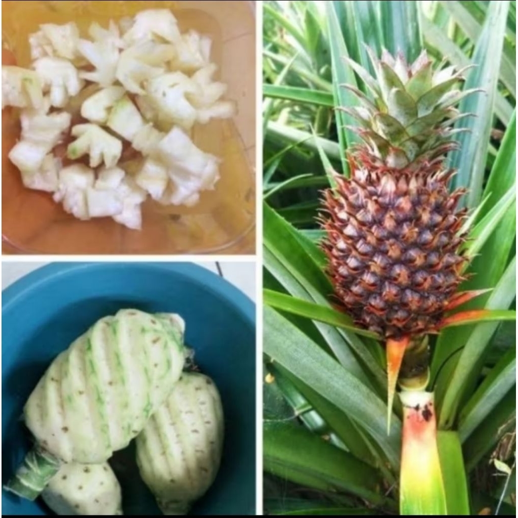

BUAH NANAS MUDA PERSH