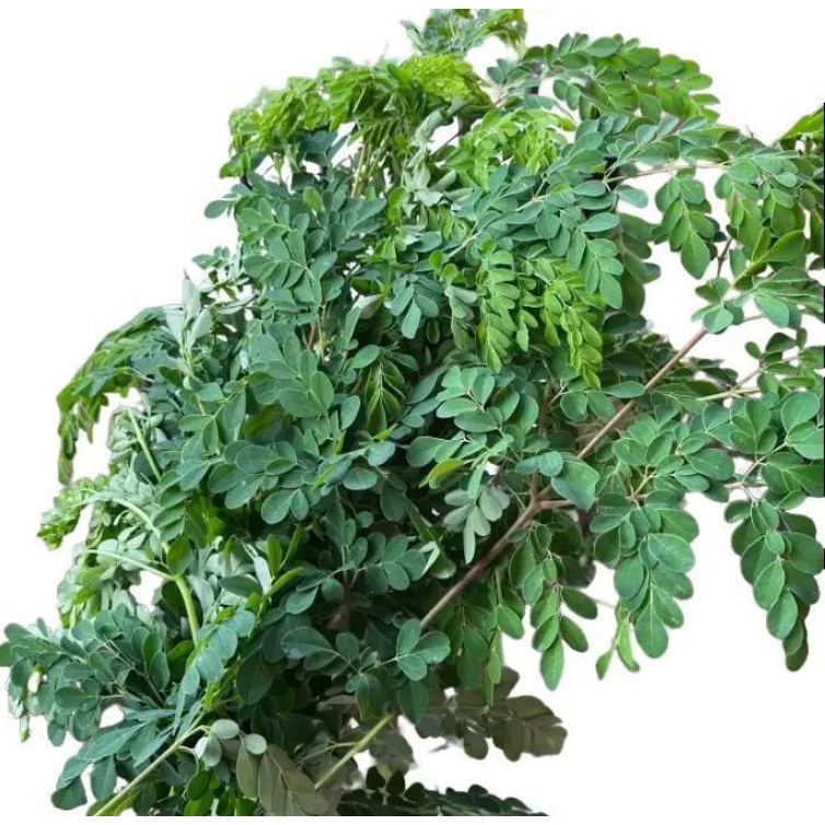 

1 kg DAUN KELOR SEGAR / 500 gram Daun kelor Moringa oleifera