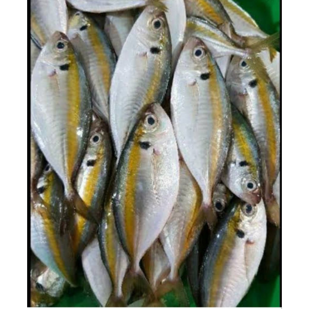 

ikan selar segar 1kg bppn