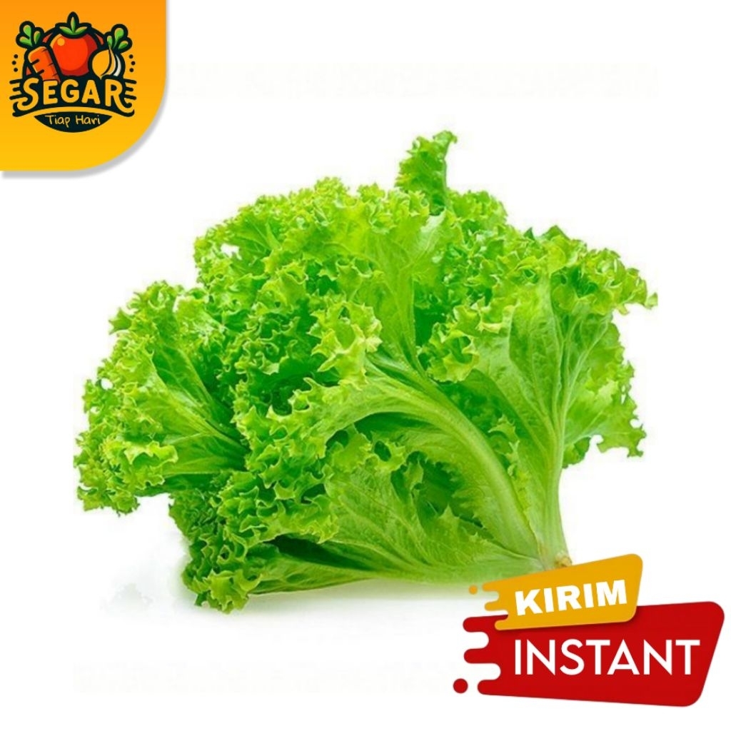 

SEGAR TIAP HARI / SELADA / DAUN SLADA - 500GR