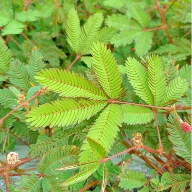 

daun putri malu herbal alami,(1kg)di ambil saat ada pesanan masuk