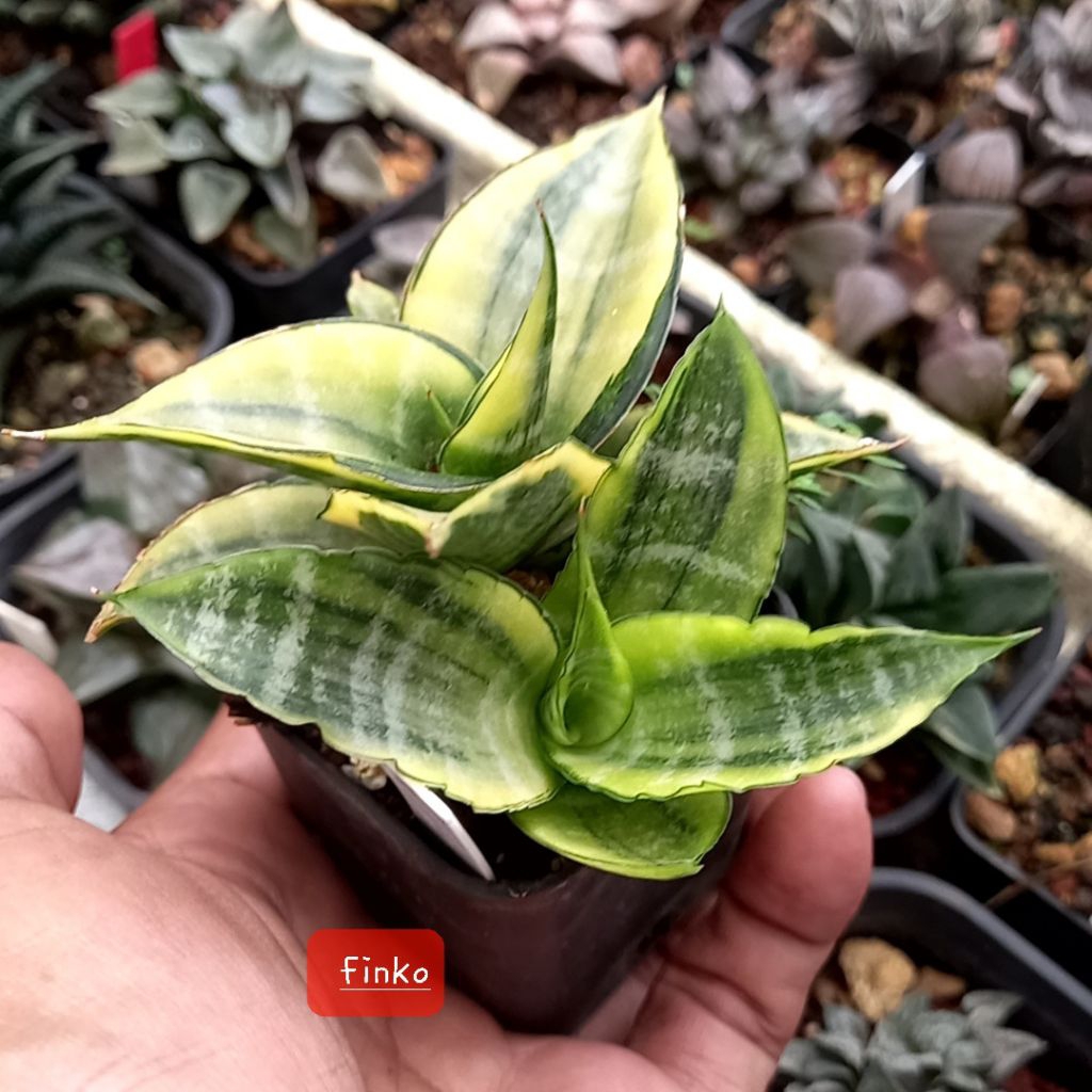 sansevieria cordova variegata