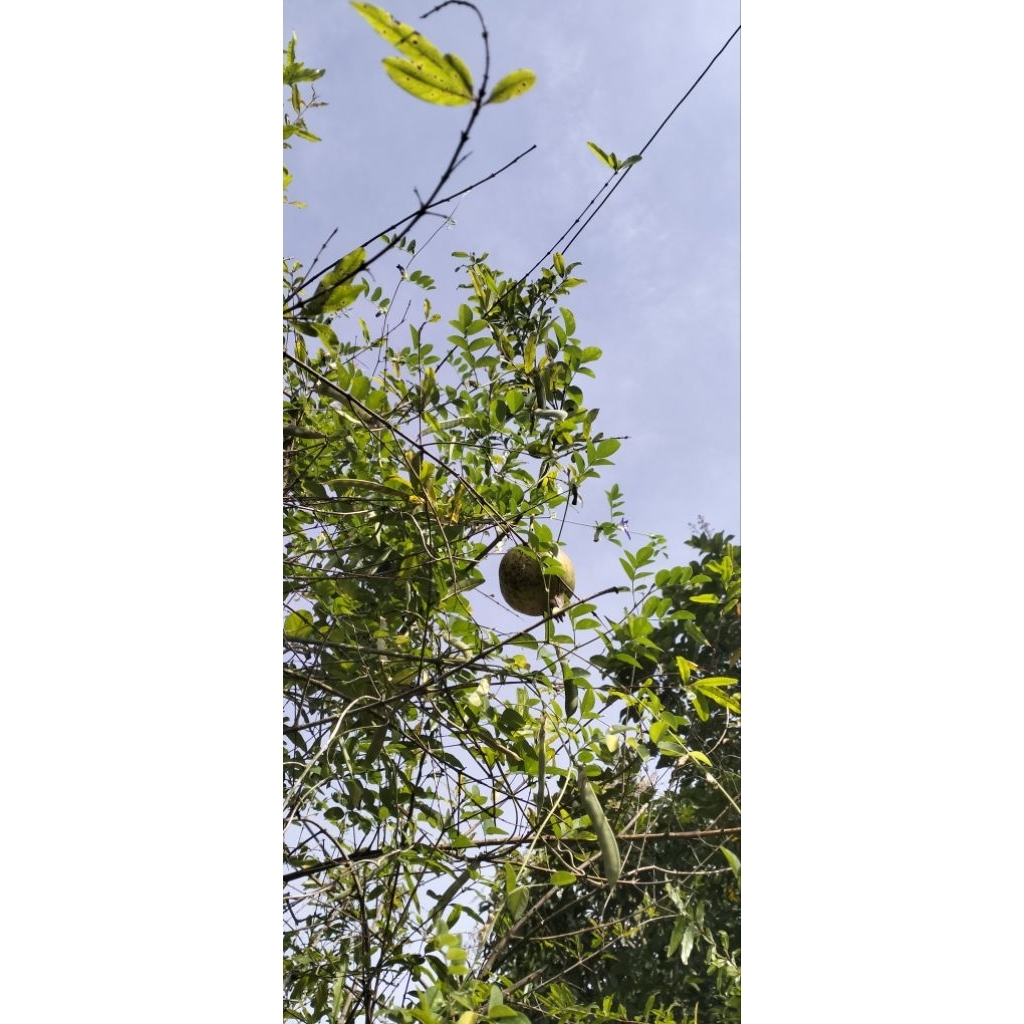 

jasa pembuatan karya tulis