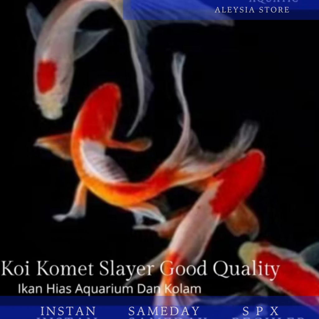 Koi Komet Merah Putih Slayer Hiasan Aquarium Dan Kolam
