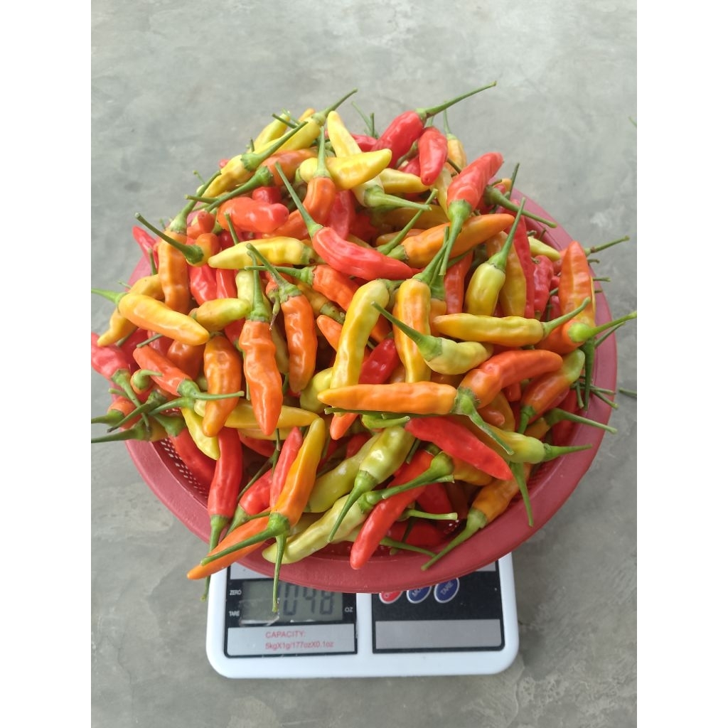 

Cabai Rawit ORI Great B Kualitas Terbaik Kemasan 1000g Petik Langsung Dari Kebun