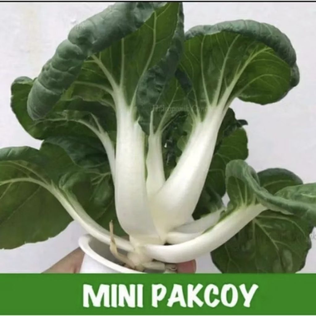 Benih Sawi Baby Pakcoy/Sawi Nai Bai
