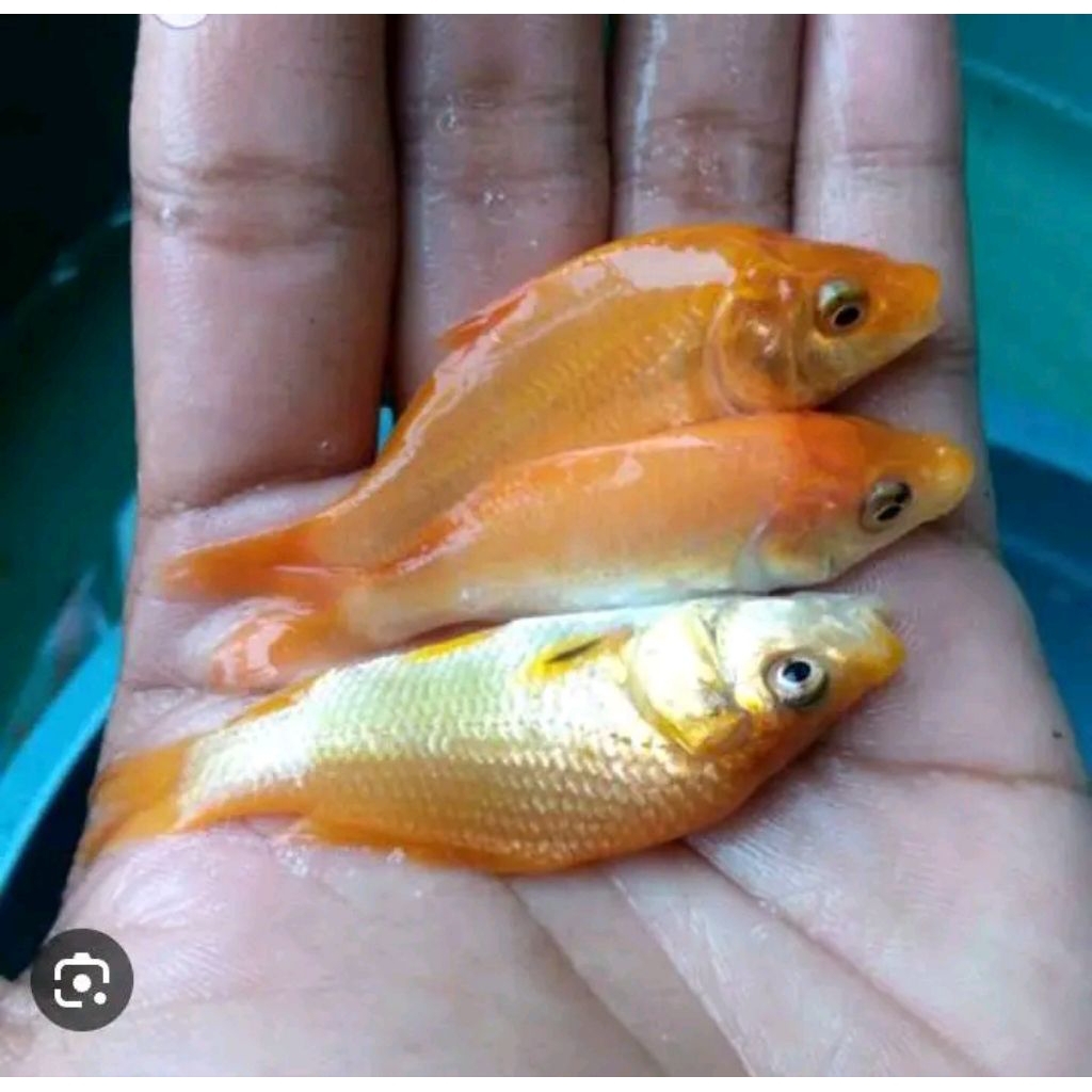 bibit ikan nilem terapi