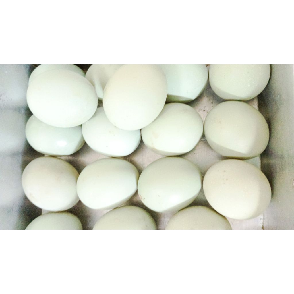 

Telur bebek untuk ditetaskan dijamin vertil