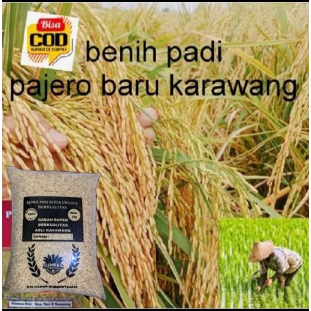 BENIH PADI CIHERANG PAJERO BERKUALITAS 5KG
