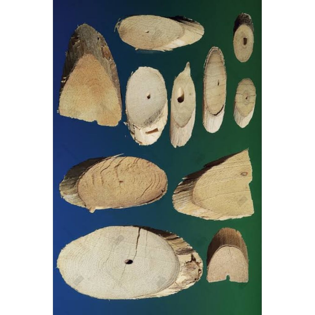 

100gr 忍冬藤 Ren Dong Teng Japan Honeysuckle Lonicera Japonica