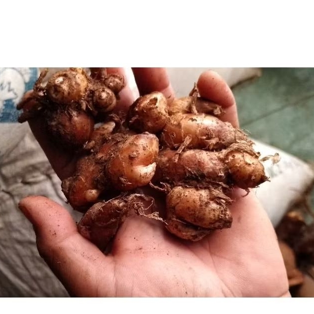 

Kencur Lokal Kencur Untuk Seblak Kualitas Super