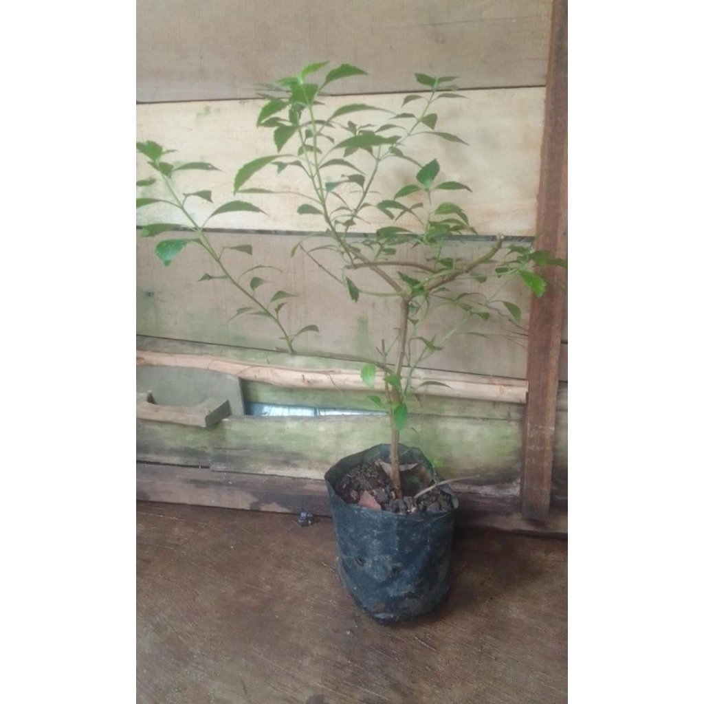 Bibit Kumis Kucing (Anakan)