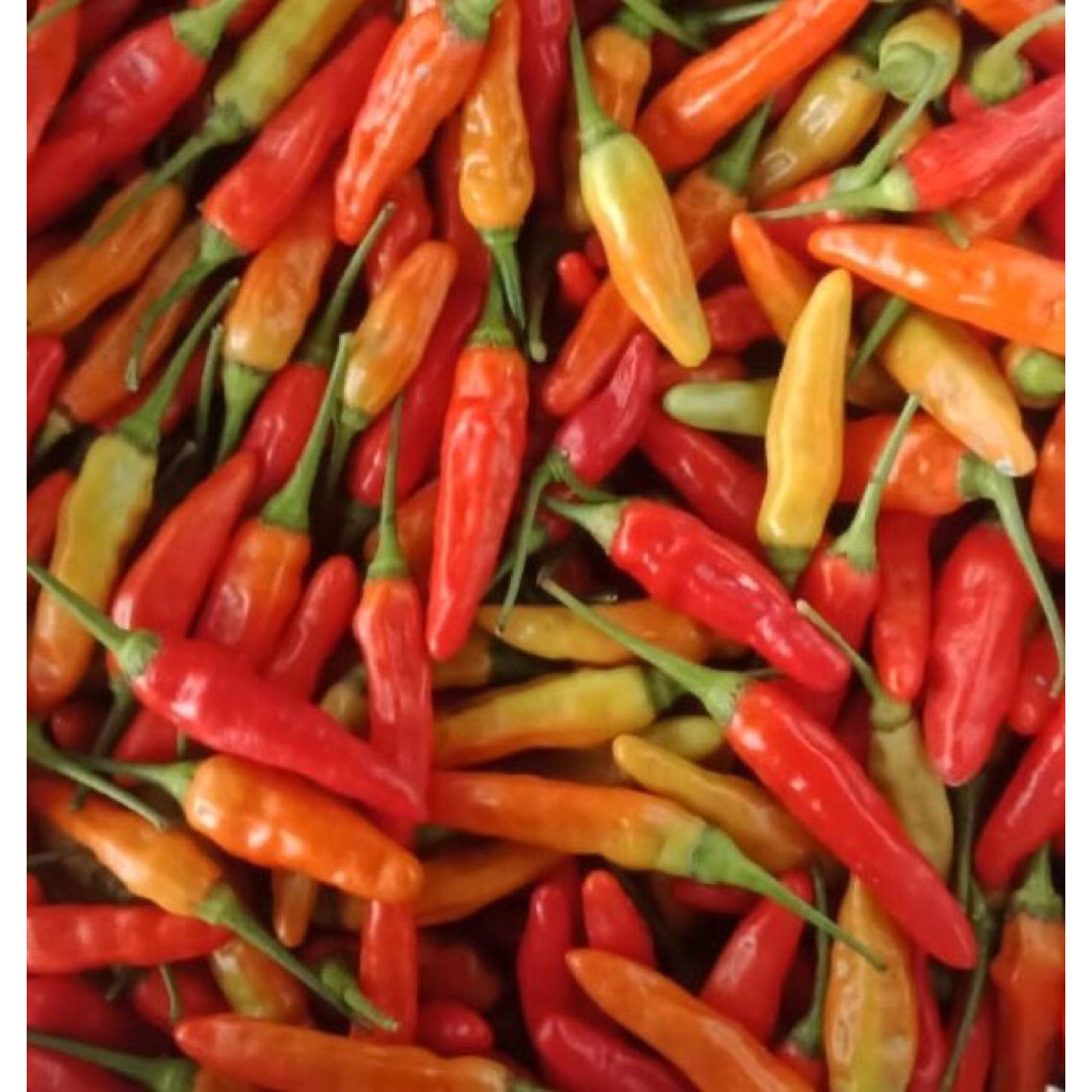 

cabai setan super pedas