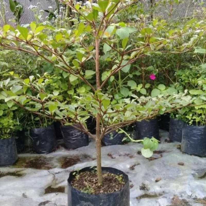 Ketapang Kencana Ukuran +-50-80cm batang besar daun rimbu