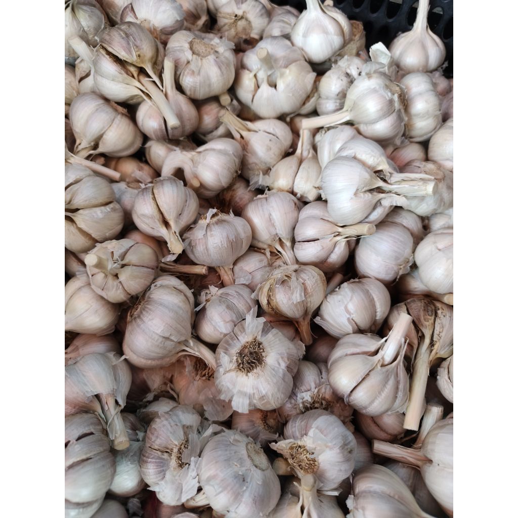 

BAWANG KATING 1KG MURAH