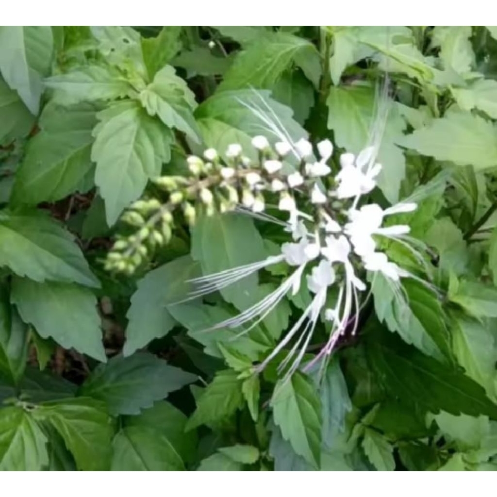 

KUMIS KUCING SEGAR 500 GRM