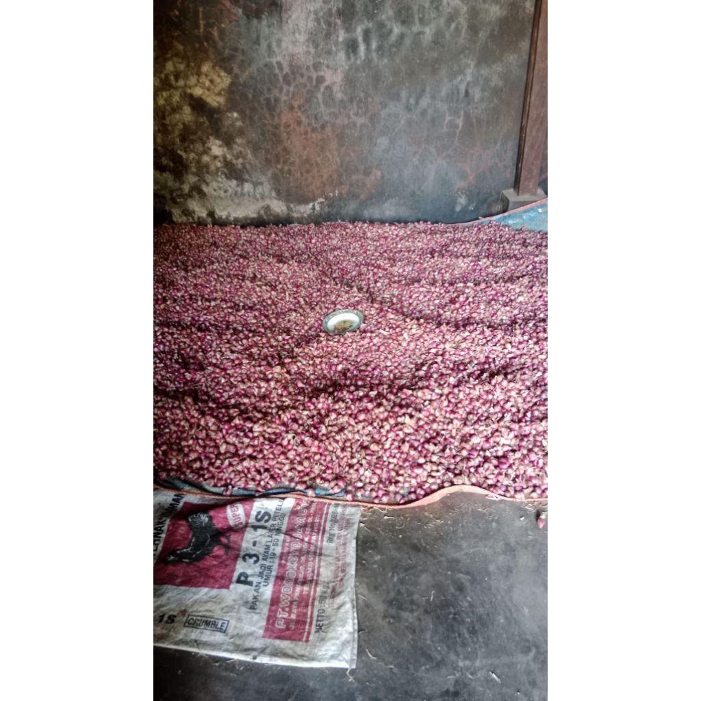 

bawang merah kualitas bagus